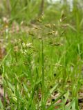 Poa annua. Верхушка цветущего растения. Хабаровский край, Ванинский р-н, окр. пос. Высокогорный, залежь. 04.06.2016.