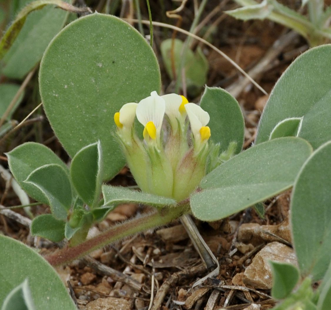 Изображение особи Tripodion tetraphyllum.