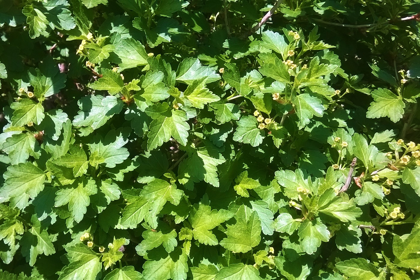Изображение особи Ribes alpinum.