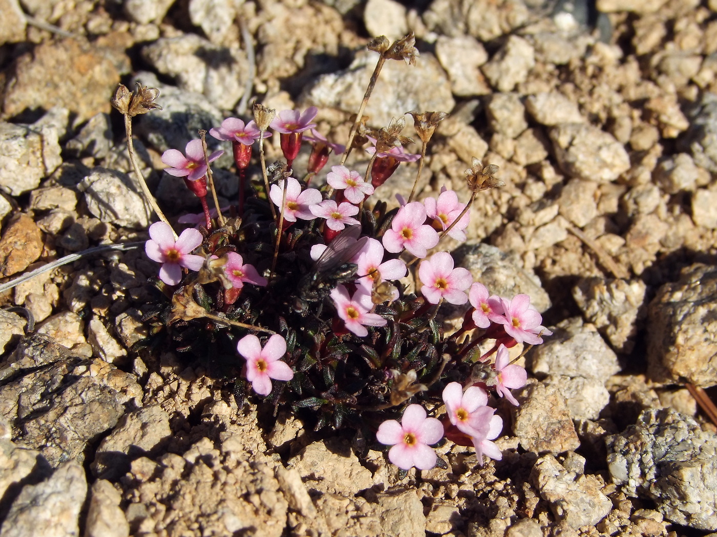 Изображение особи Douglasia ochotensis.