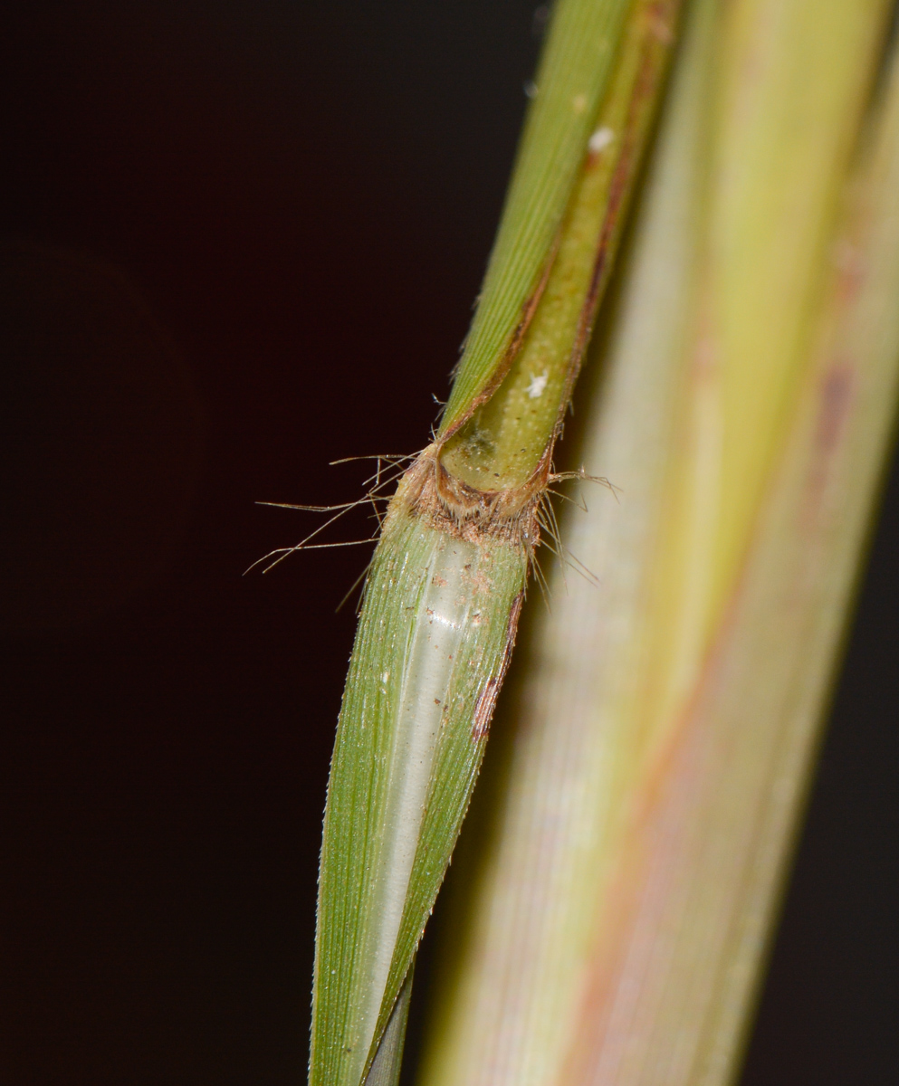 Изображение особи род Miscanthus.