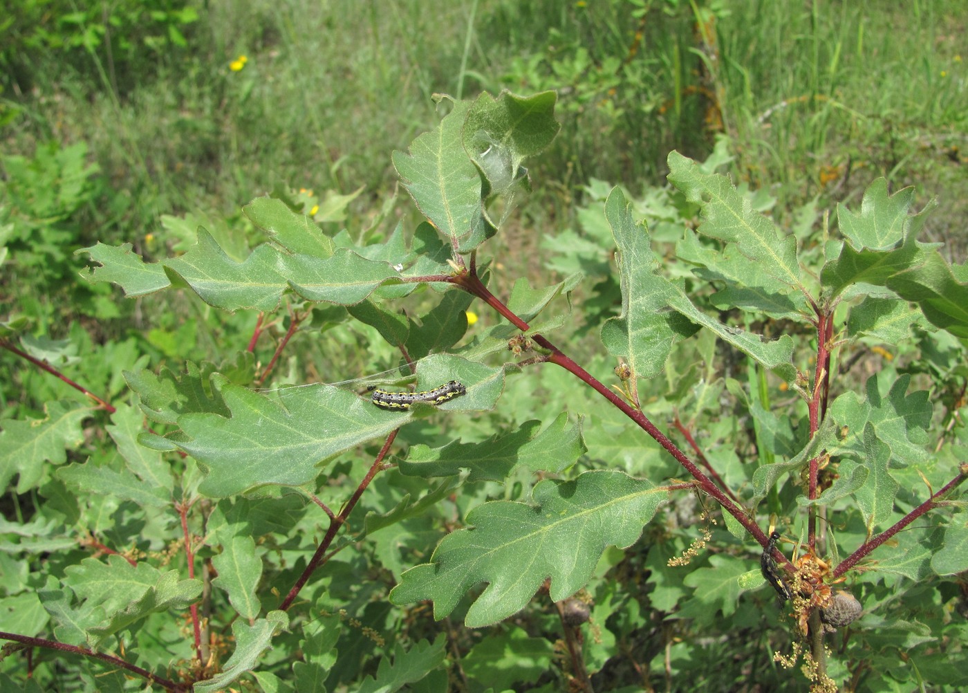 Изображение особи Quercus pubescens.