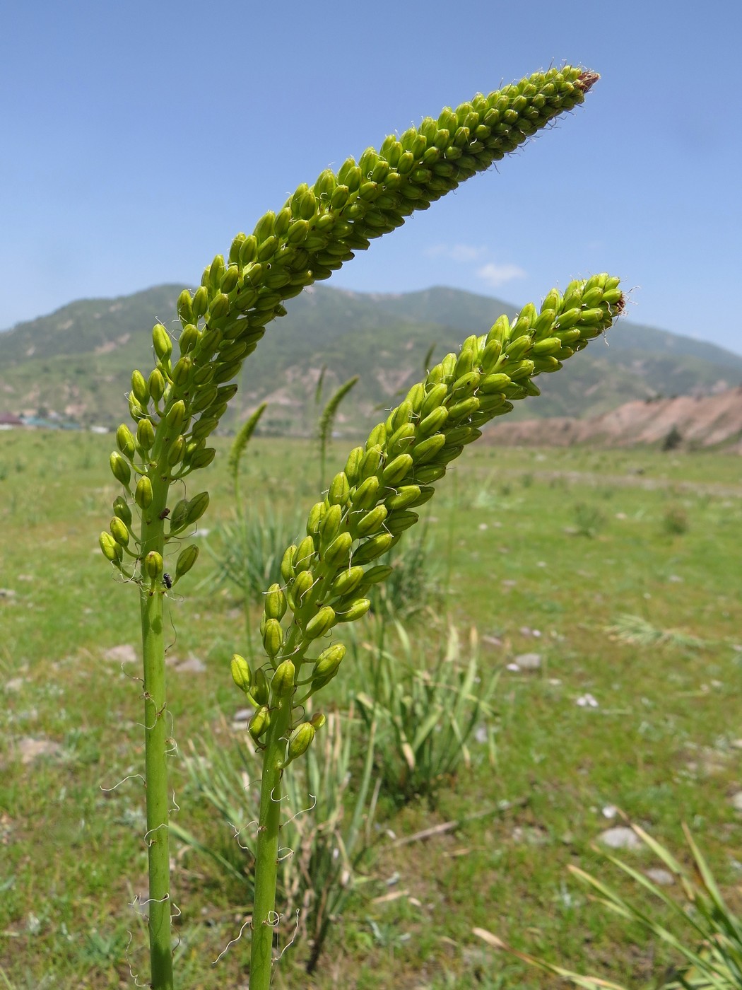 Изображение особи Eremurus stenophyllus.