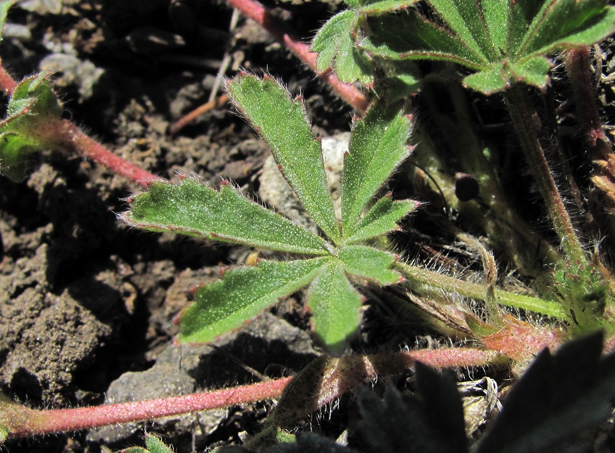 Изображение особи Potentilla adenophylla.