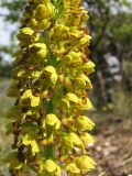 Orchis punctulata