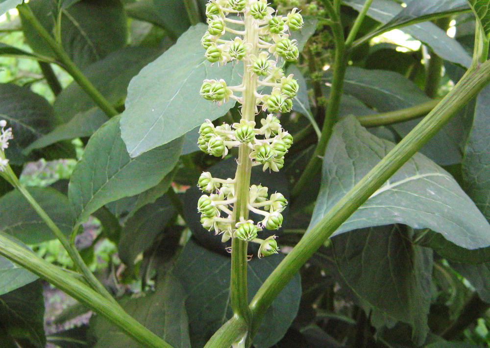 Изображение особи Phytolacca acinosa.