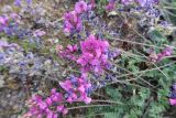 Oxytropis coerulea