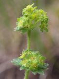 Alchemilla monticola