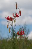 Lilium pumilum