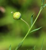 Linum amurense