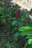 Costus woodsonii