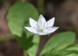 Trientalis europaea. Цветок. Марий Эл, Волжский р-н, парк \"Марий Чодра\", берег озера Кичиер, лес. 19.06.2022.