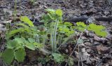 Chelidonium majus