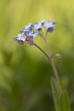 Myosotis popovii