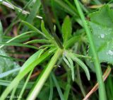 Viola declinata. Прилистники. Украина, Закарпатская обл., Тячевский р-н, северно-восточные окр. с. Лопухов , перевал Легионов, луг. 21 июня 2011 г.