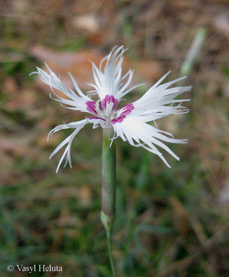 Image of Dianthus pseudosquarrosus specimen.