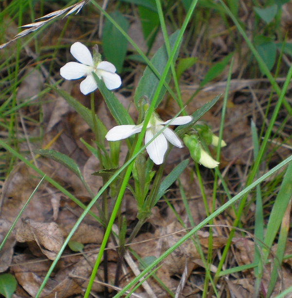 Изображение особи Viola accrescens.