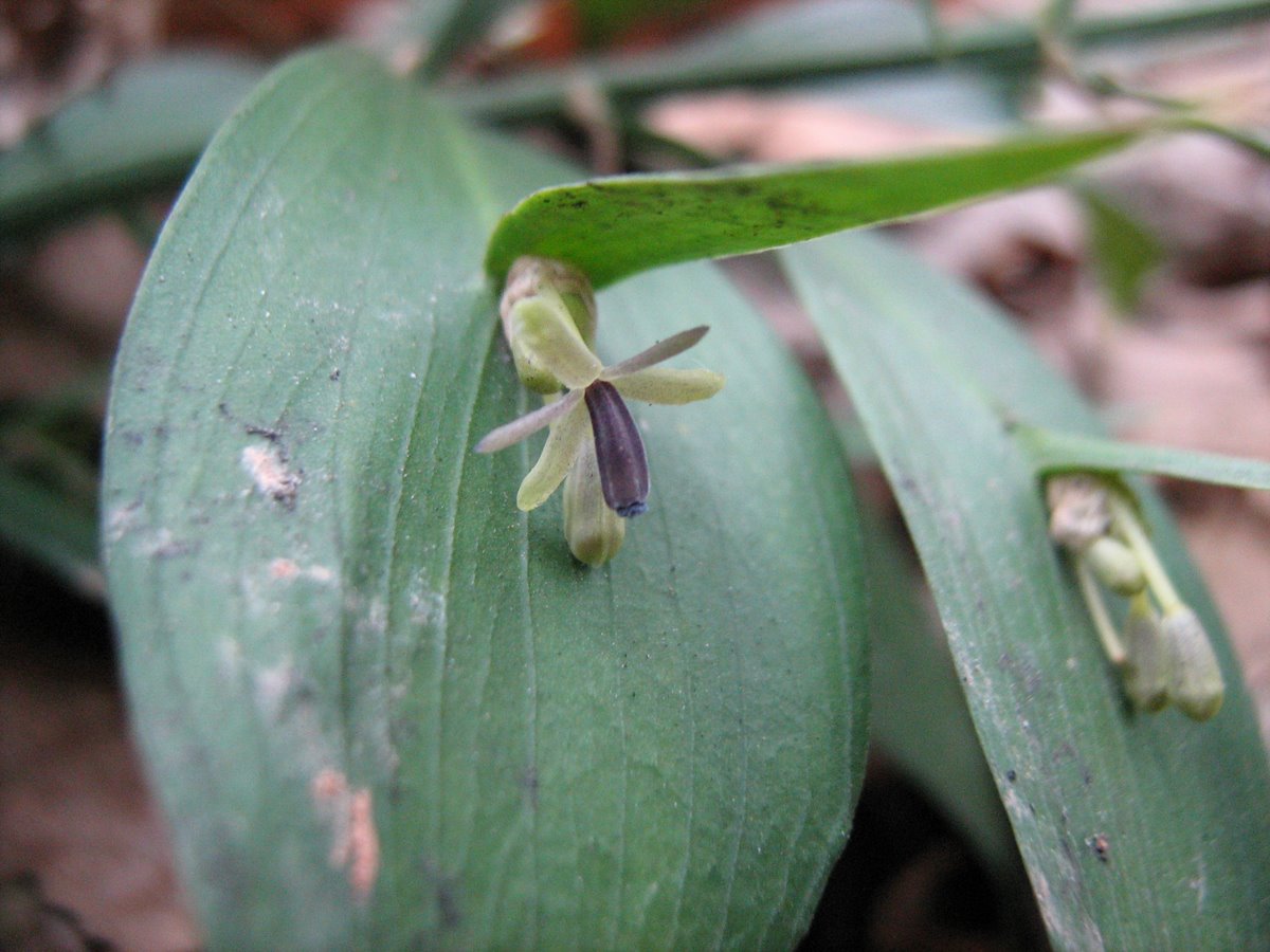 Изображение особи Ruscus hypoglossum.