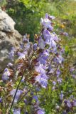 Salvia tomentosa