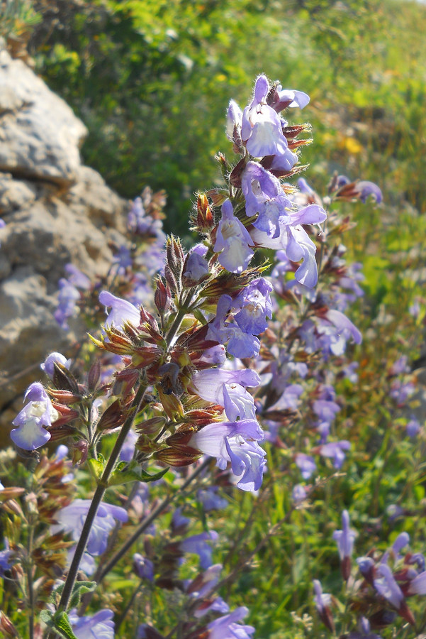 Изображение особи Salvia tomentosa.