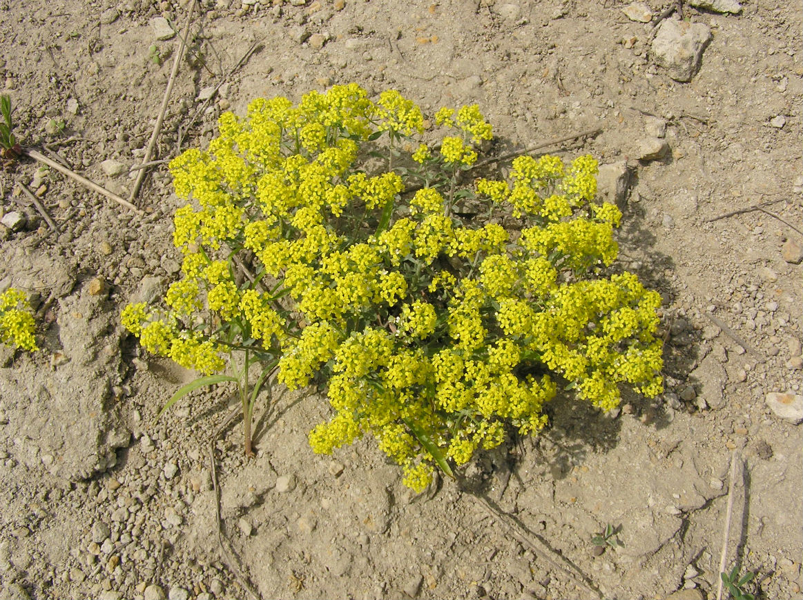 Изображение особи Odontarrhena gymnopoda.