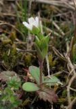 Holosteum umbellatum. Цветущее растение. Крым, Симферополь, восточный берег водохранилища. 10 марта 2013 г.