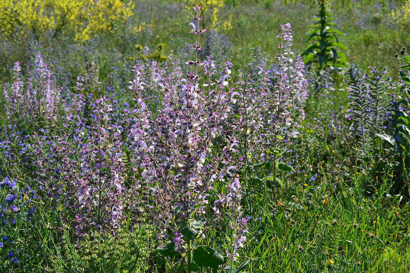 Изображение особи Salvia sclarea.