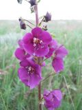 Verbascum phoeniceum