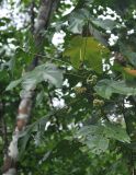 Macaranga gigantea. Верхушка ветви с соплодиями. Таиланд, национальный парк Си Пханг-нга. 21.06.2013.
