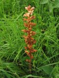 Orobanche lutea