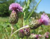 Cirsium arvense. Корзинки (вид сбоку). Нидерланды, окрестности Гронингена. Июль 2006 г.