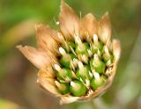 Xeranthemum cylindraceum