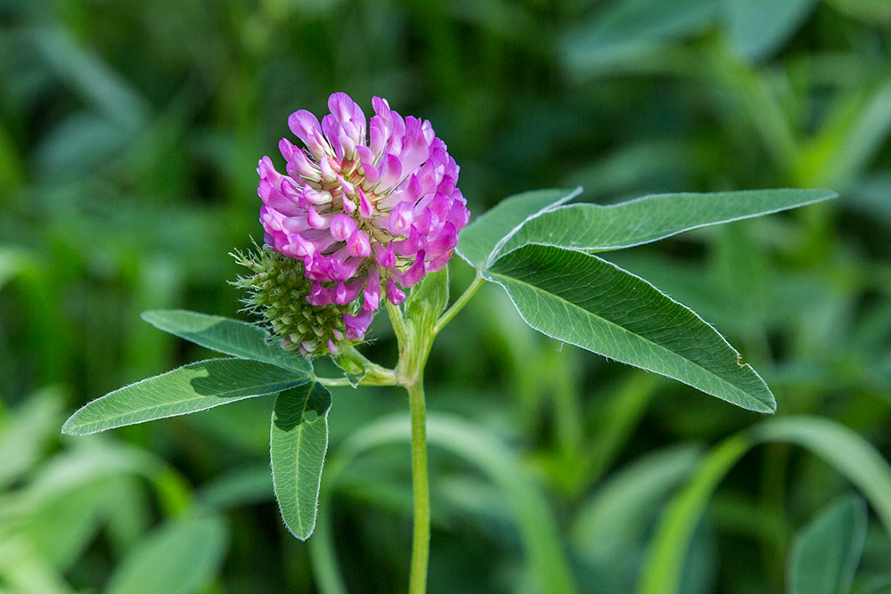 Изображение особи Trifolium medium.