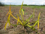 Sagittaria sagittifolia. Плодоносящее растение. Костромская обл., Костромской р-н, окр. с. Сущево, берег Костромского водохранилища. 17.08.2014.