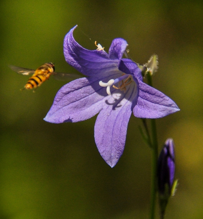 Изображение особи Campanula turczaninovii.