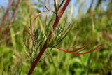 Artemisia campestris. Часть стебля с листом и развивающимся побегом в пазухе листа. Новгородская обл., г. Боровичи, луговой пригорок недалеко от оз. Сушанское. 08.08.2015.