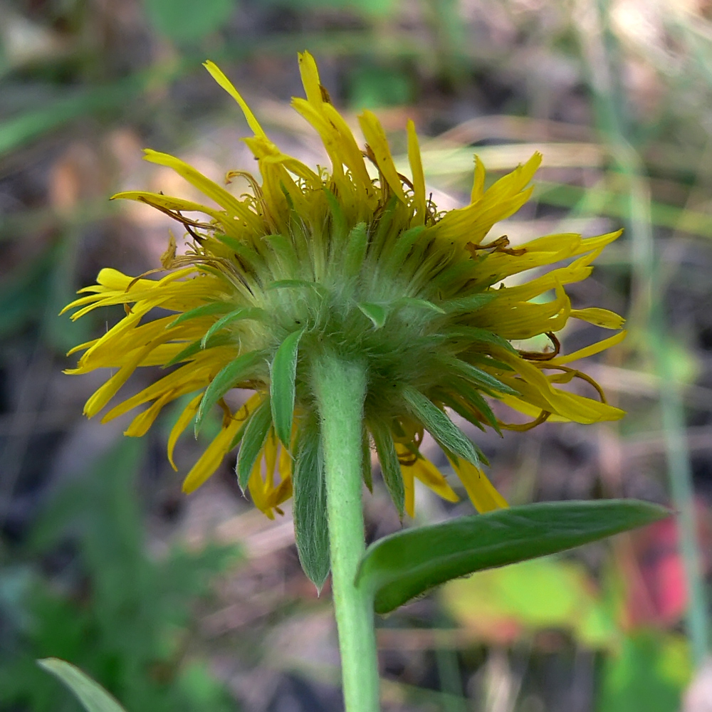 Изображение особи Inula britannica.