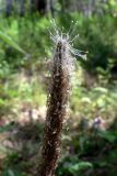 Plantago urvillei