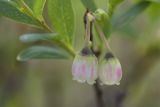 Vaccinium uliginosum