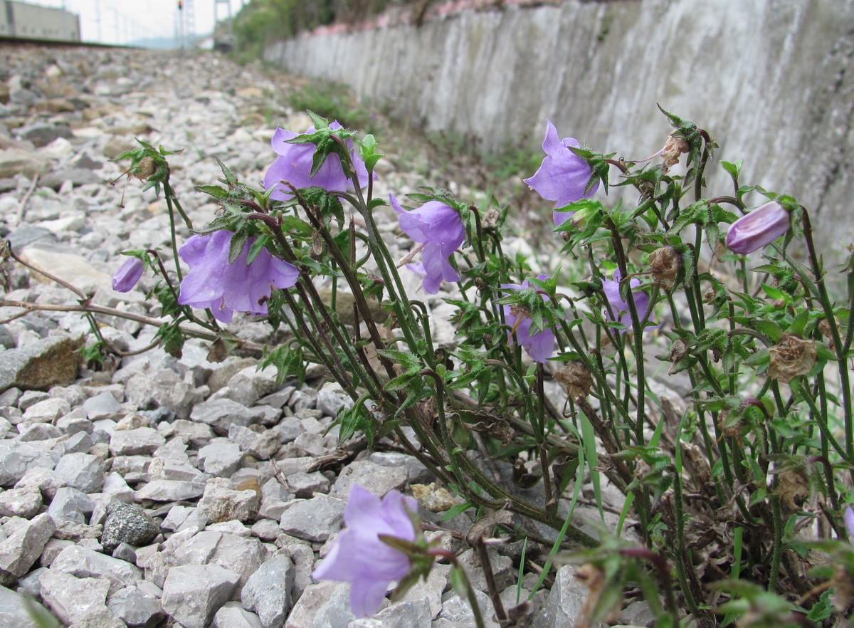 Изображение особи Campanula longistyla.