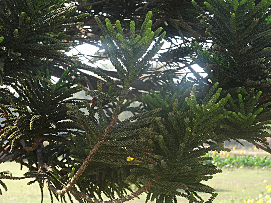 Изображение особи Araucaria heterophylla.