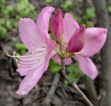 Rhododendron schlippenbachii. Цветки и бутоны. Приморский край, г. Владивосток, Ботанический сад-институт ДВО РАН. 20.05.2010.