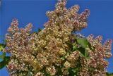 Syringa vulgaris