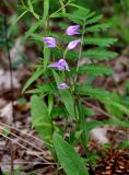 Cephalanthera rubra. Цветущее растение. Крым, Бахчисарайский р-н, гора Тепе-Кермен, сосново-дубовый лес. 09.06.2016.