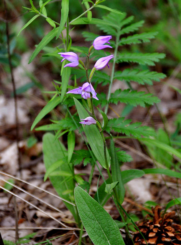 Изображение особи Cephalanthera rubra.