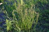 Juncus articulatus