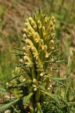 Pedicularis pubiflora. Соцветие. Тянь-Шань, хр. Илейский Алатау, Большое Алмаатинское ущ., ≈ 3000 м н.у.м., субальпийский луг. 12.06.2016.