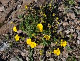 Potentilla gelida