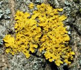 Xanthoria parietina. Слоевище с апотециями на коре березы. Воронежская обл., Павловский р-н, окр. села Михайловка, Шипов лес. 18.06.2011.