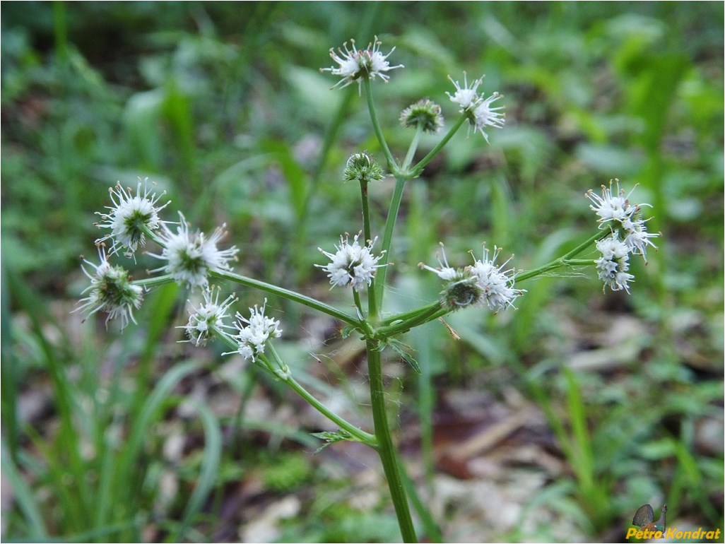 Изображение особи Sanicula europaea.